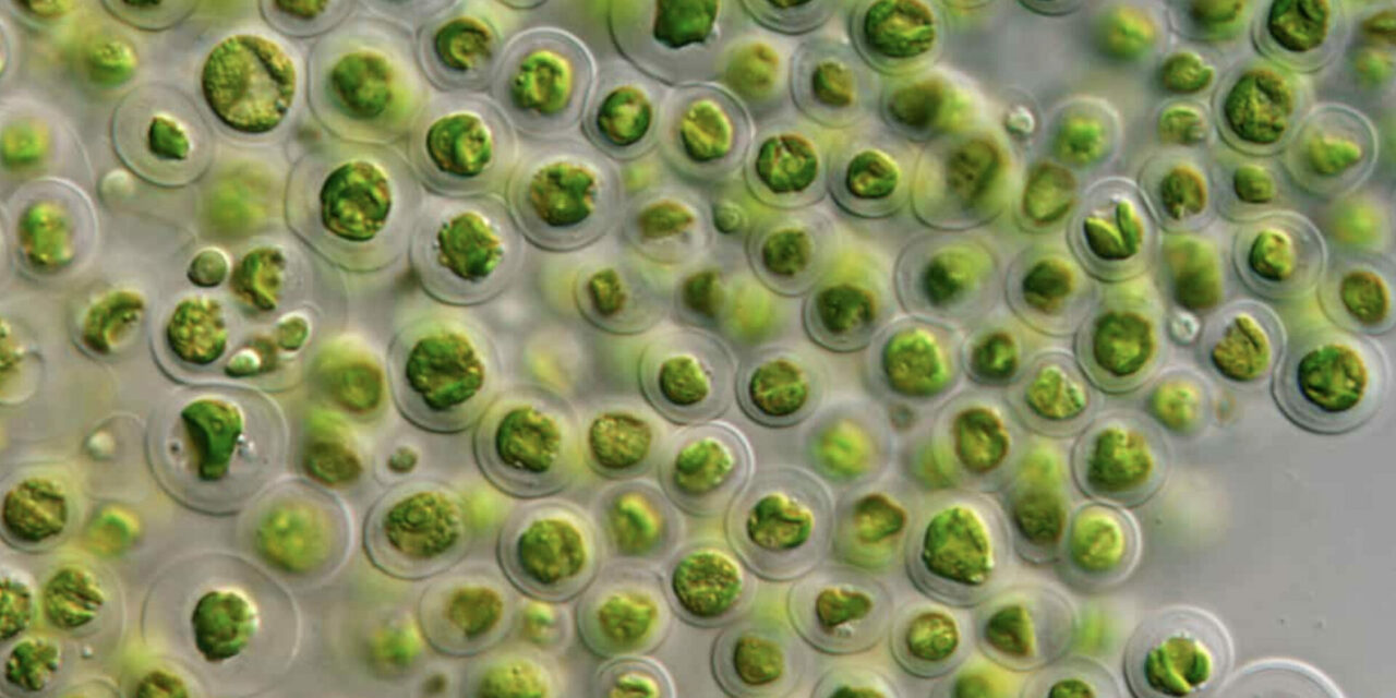 What is Marine Phytoplankton?