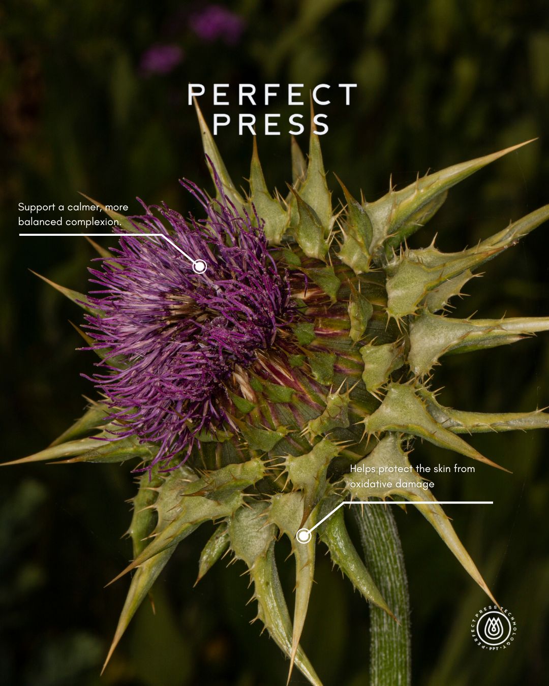 Milk Thistle Oil, Perfect Press 🇨🇦